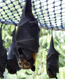 Spectacled-Flying-Fox-B.jpg