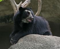 Spectacled-bear-B.jpg