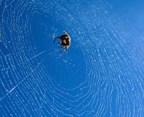 Spider-B.jpg