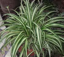 Spider-plant-B.jpg