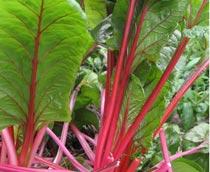 Spinach-B.jpg