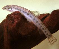 Spined-loach-B.jpg