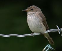 Spotted-Flycatcher-B.jpg