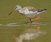 Spotted-Redshank-B.jpg