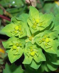 Spurge-B.jpg