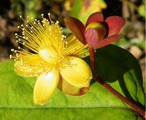St-Johns-wort-B.jpg