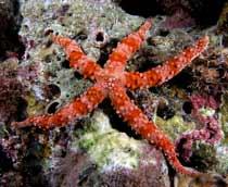 Starfish-B.jpg