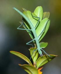 Stick-insect-B.jpg