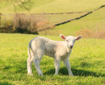 Sticking-Lamb-B.jpg