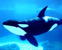 Sticking-Whale-B.jpg
