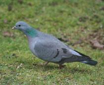 Stock-Dove-B.jpg