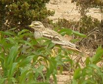 Stone-Curlew-B.jpg