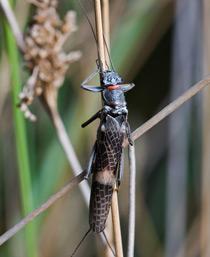 Stonefly-B.jpg
