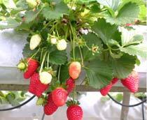 Straweberry2-B.jpg