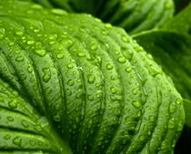 Sunshine-Leaf-B.jpg