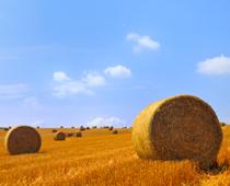 Super-Hay-B.jpg