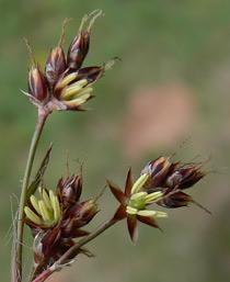 Sweeps-Brush-B.jpg