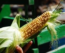 Sweet-Corn-B.jpg
