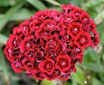 Sweet-William-B.jpg