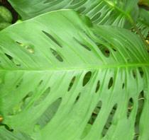 Swiss-Cheese-Plant-B.jpg