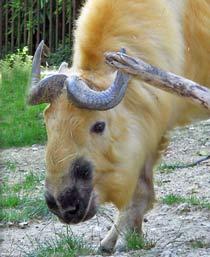 Takin-B.jpg