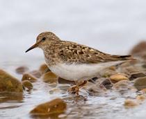 Temmincks-Stint-B.jpg