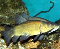 Tench-B.jpg