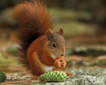 The-Living-World-4-s.jpg