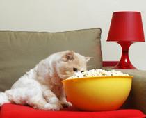 Then-Cat-B.jpg