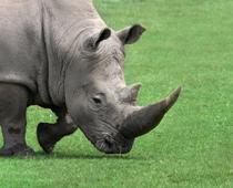 Then-Rhino-B.jpg