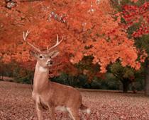 There-Deer-B.jpg
