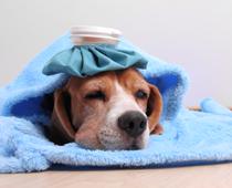 There-Dog-B.jpg