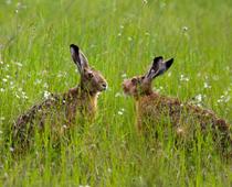 There-Hare-B.jpg