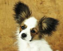 Three-Dog-B.jpg