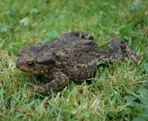 Toad-B.jpg