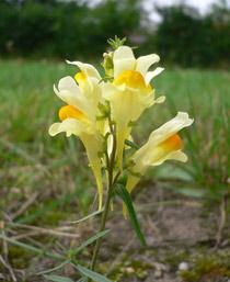 Toadflax-B.jpg
