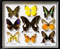 Together-Butterfly-B.jpg
