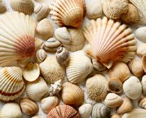 Together-Shells-B.jpg