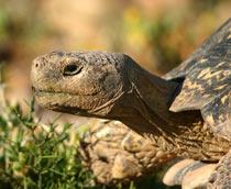 Tortoise-B.jpg