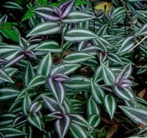 Tradescantia-B.jpg