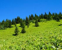 Travel-fir-B.jpg