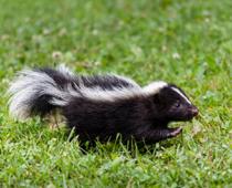 Travel-skunk-B.jpg