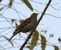 Tree-Pipit-B.jpg