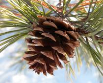 Trees-10-s.jpg
