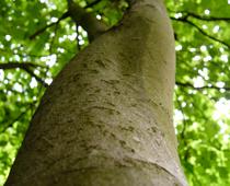 Trees-2-s.jpg
