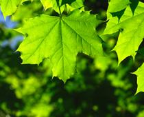 Trees-4-s.jpg