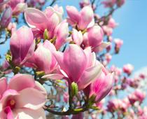 Trees-5-s.jpg