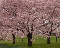 Trees-6-s.jpg