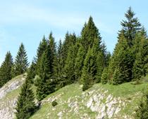 Trees-8-s.jpg