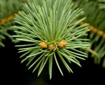 Trees-9-s.jpg